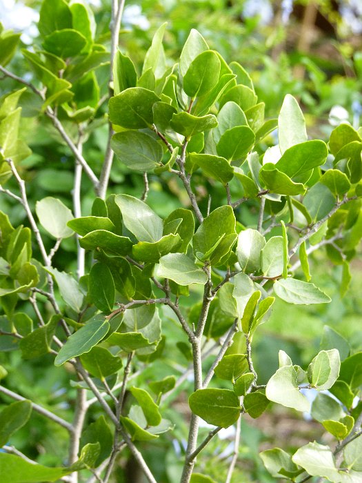 Quillaja saponaria feuille
